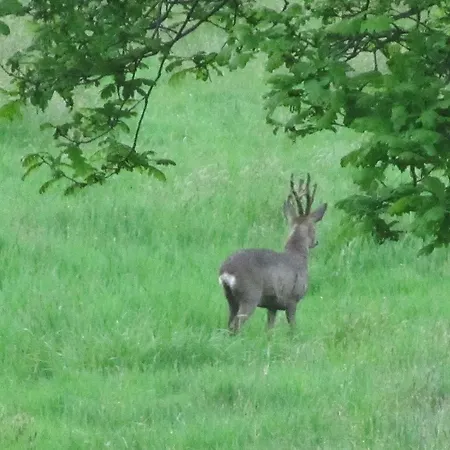 Kortenhoefsedijk 別荘 *